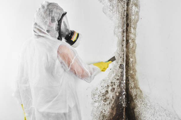 Best Residential Mold Remediation in Brownsboro, TX