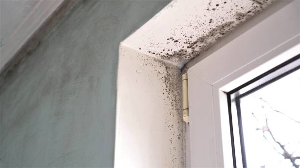 Best Localized Mold Remediation (e.g., coastal areas, humid climates) in Brownsboro, TX