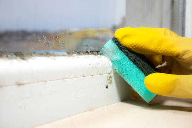 Best Attic Mold Remediation in Brownsboro, TX