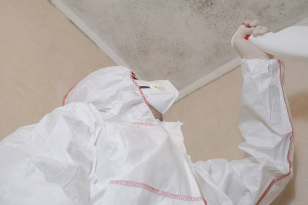 Best Attic Mold Remediation in Brownsboro, TX