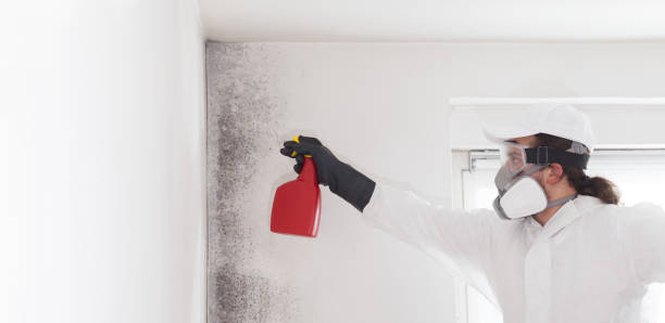 Best Post-Flood Mold Remediation in Brownsboro, TX