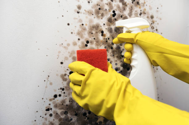 Best Health and Safety Mold Remediation in Brownsboro, TX