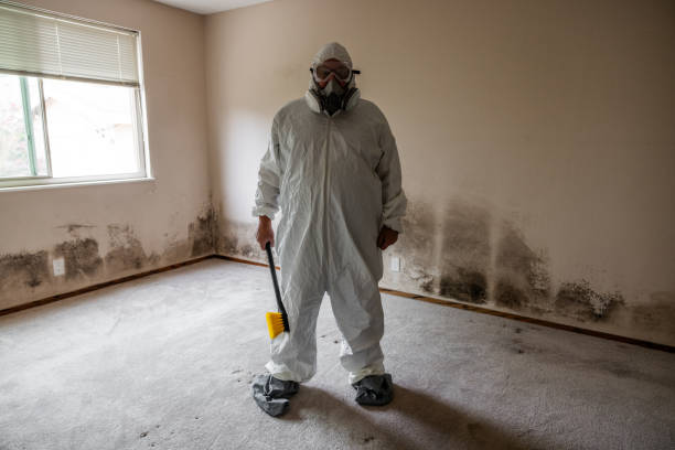 Best White Mold Remediation in Brownsboro, TX