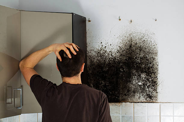 Best Health and Safety Mold Remediation in Brownsboro, TX